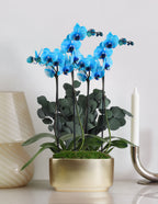Large Double Orchid