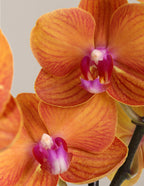 Large Double Orchid
