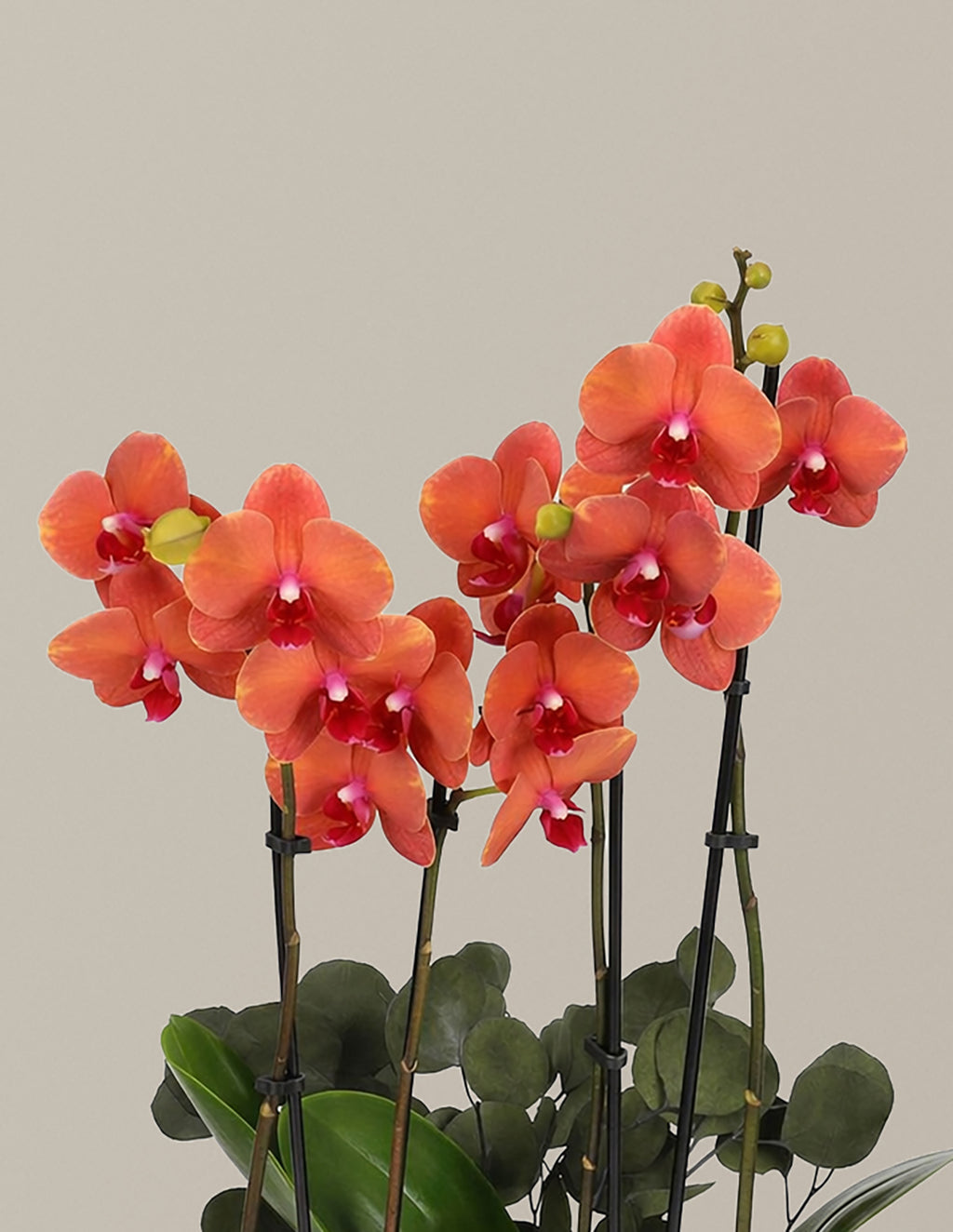 Large Double Orchid