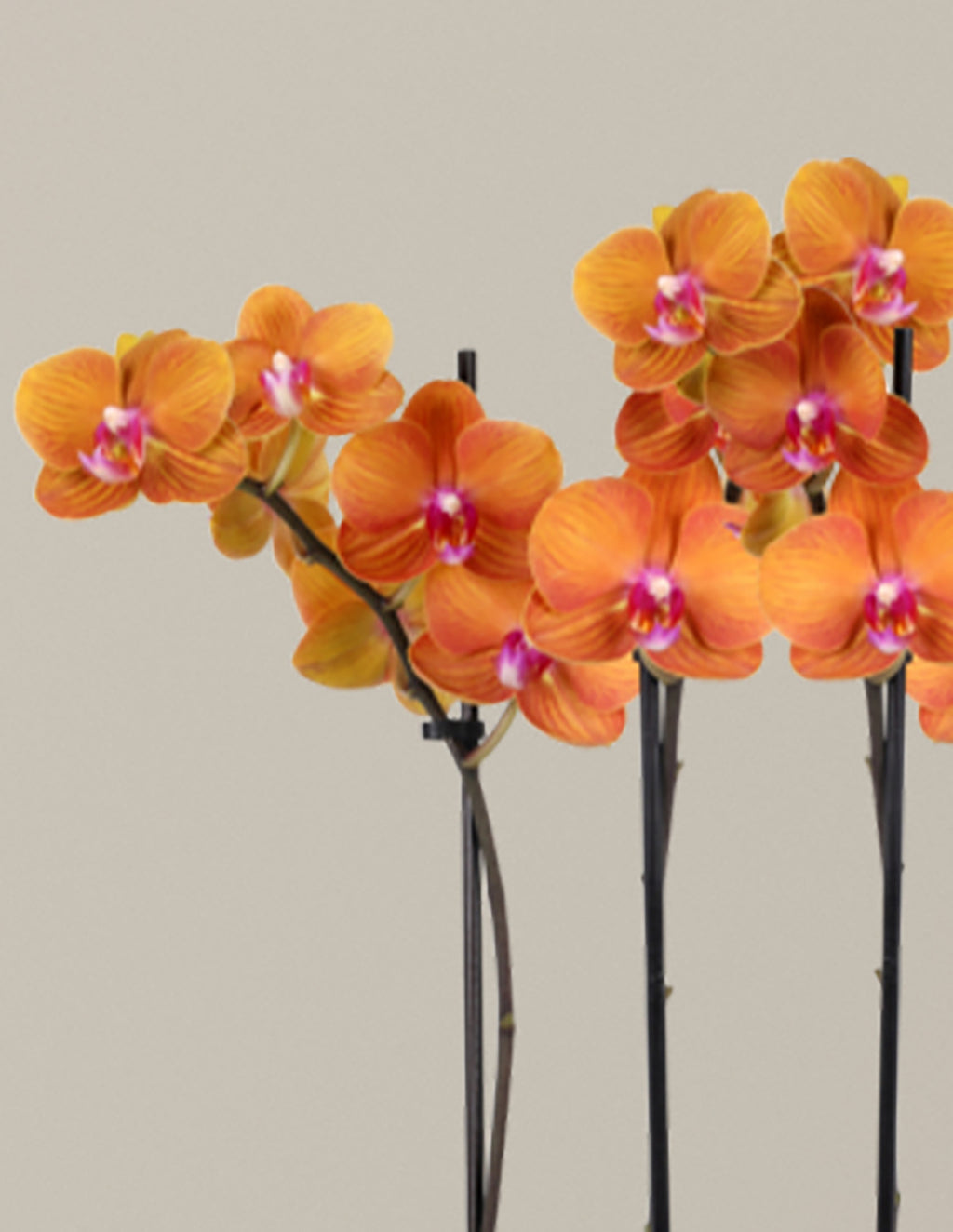 Large Double Orchid