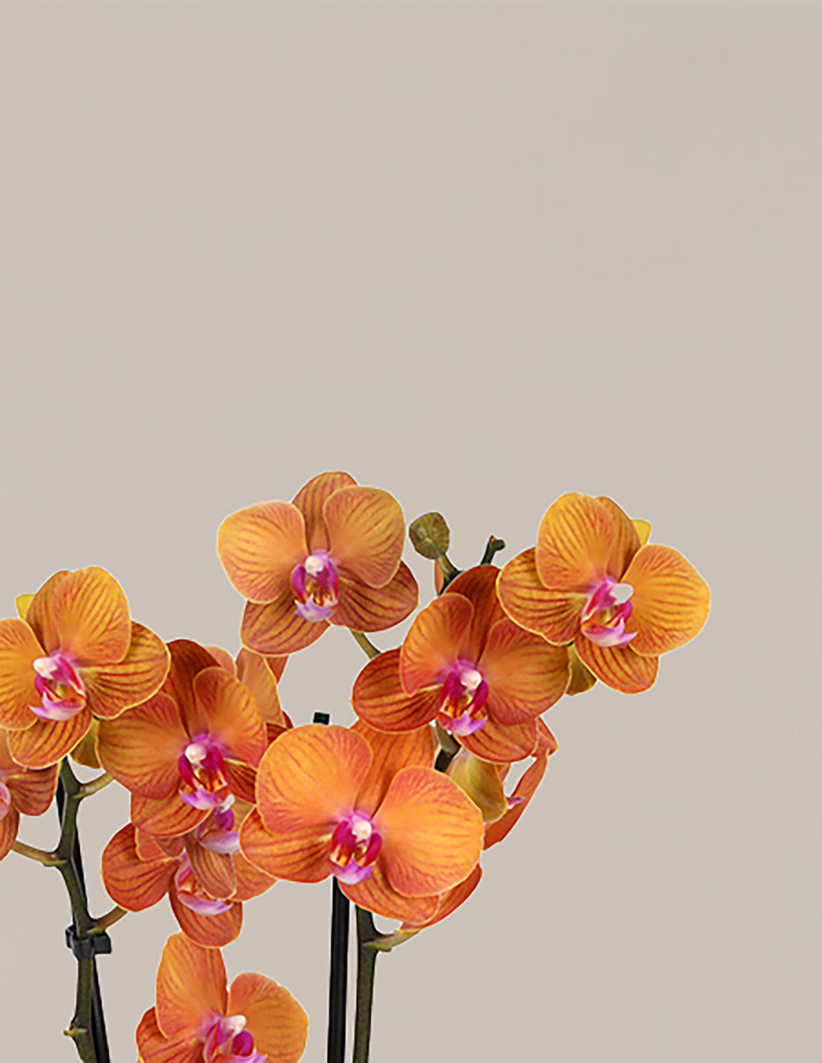 Large Double Orchid