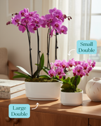 Large Double Orchid