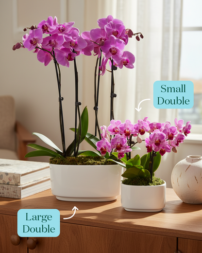 Small Double Orchid
