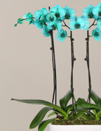 Turquoise Watercolor Double Orchid
