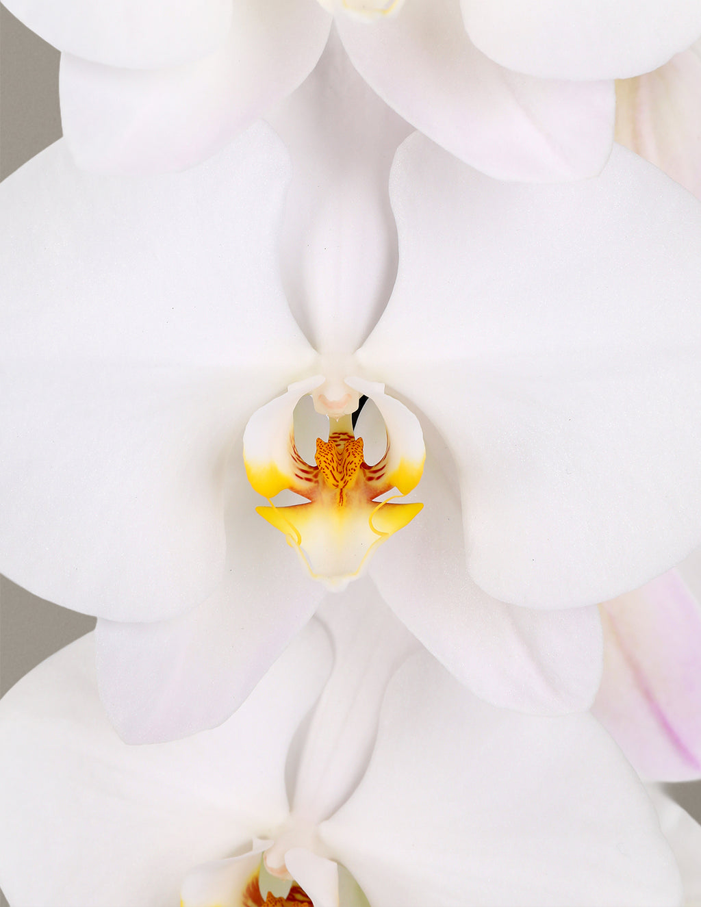 Large Double Orchid