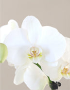 Large Double Orchid