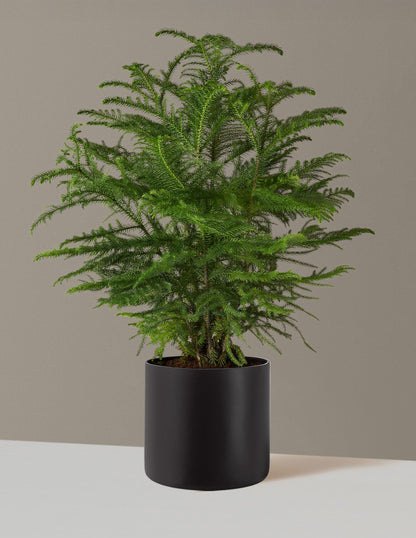 Large Norfolk Island Pine in a black planter adds a stately, natural touch to any space.