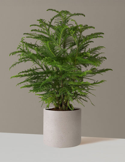 Large Norfolk Island Pine in an Agnes Cement Grey planter for a fresh, welcoming space.