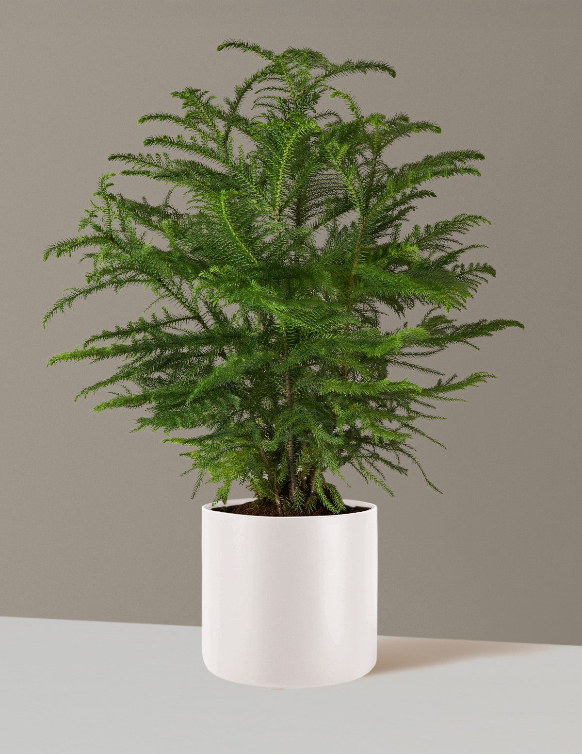 Large Norfolk Island Pine with bright green foliage, perfect for an environmentally friendly Christmas tree or year-round houseplant.
