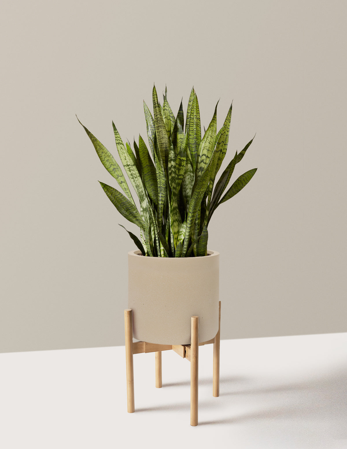 Snake Plant Zeylanica