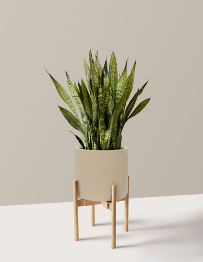 Snake Plant Zeylanica