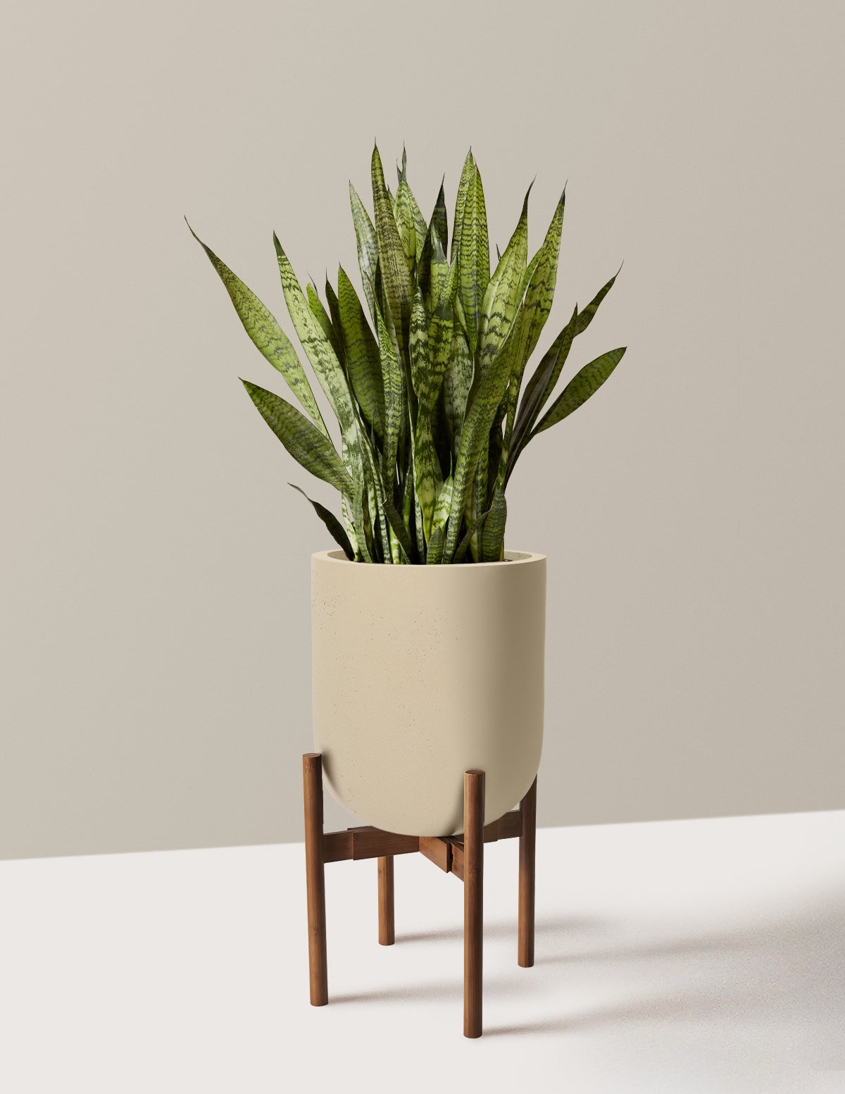Snake Plant Zeylanica