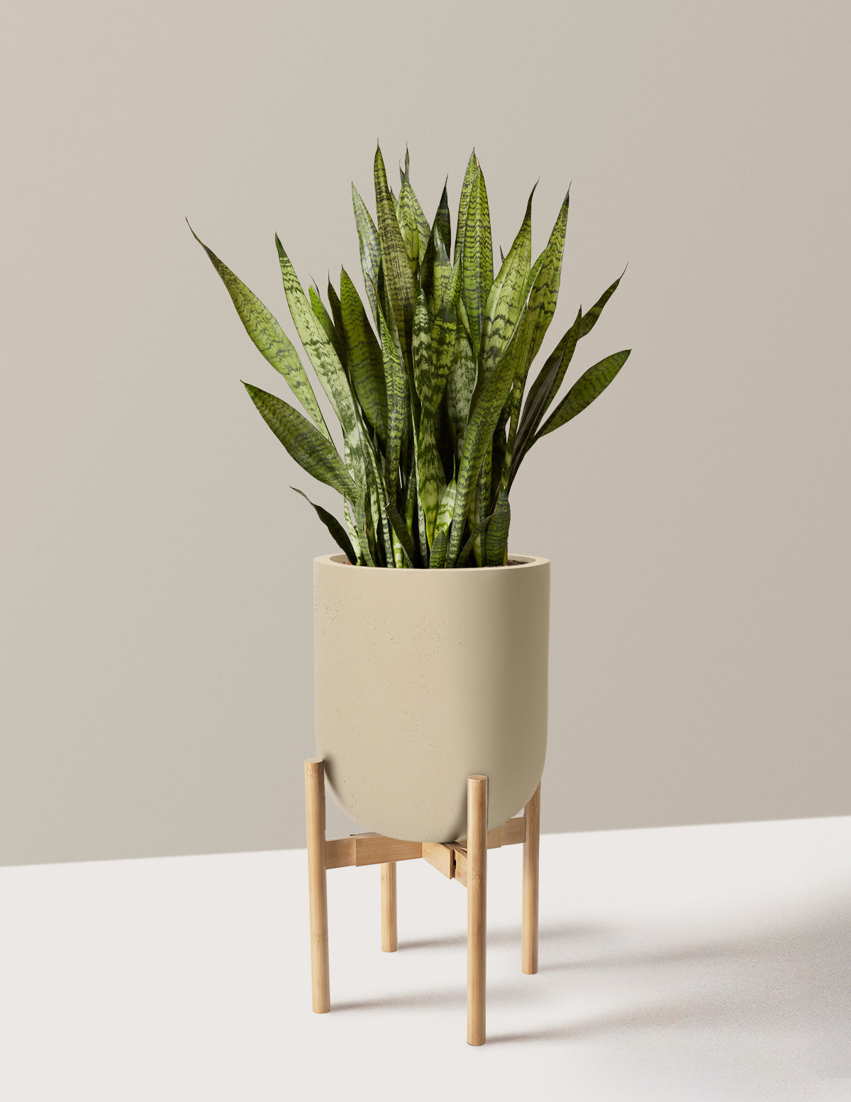 Snake Plant Zeylanica