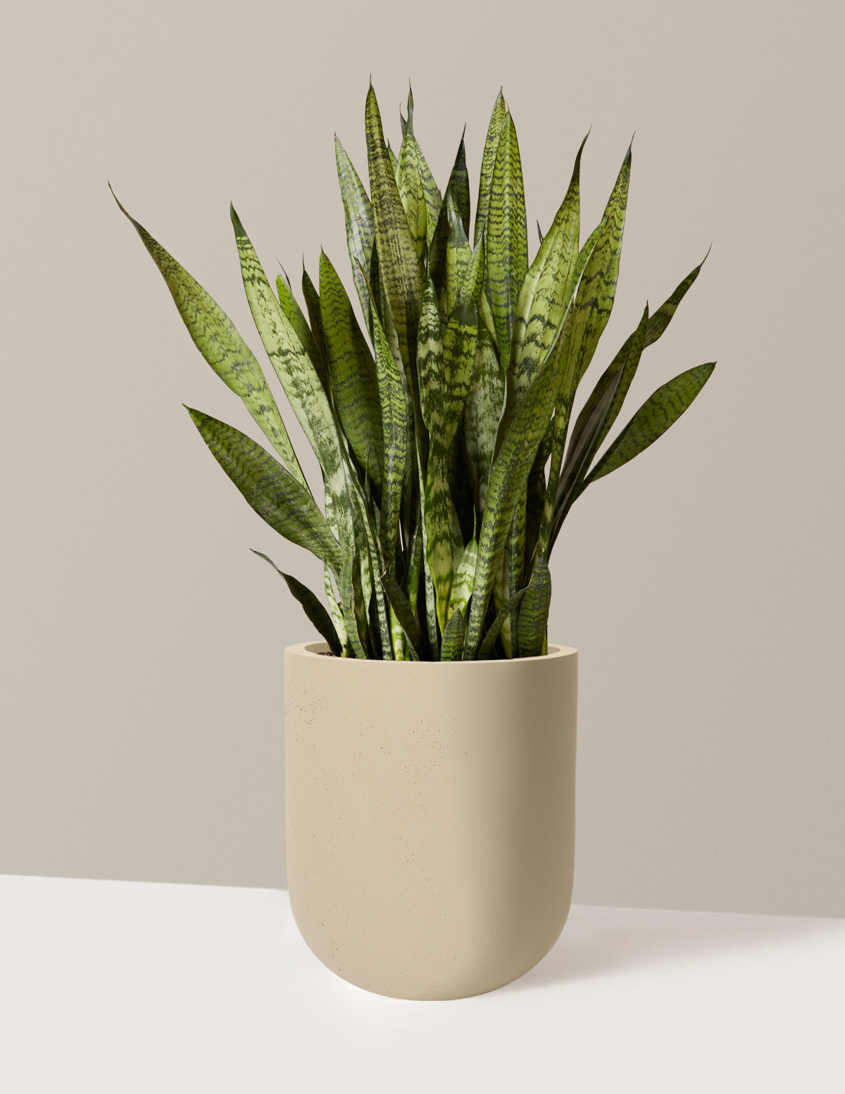 Snake Plant Zeylanica