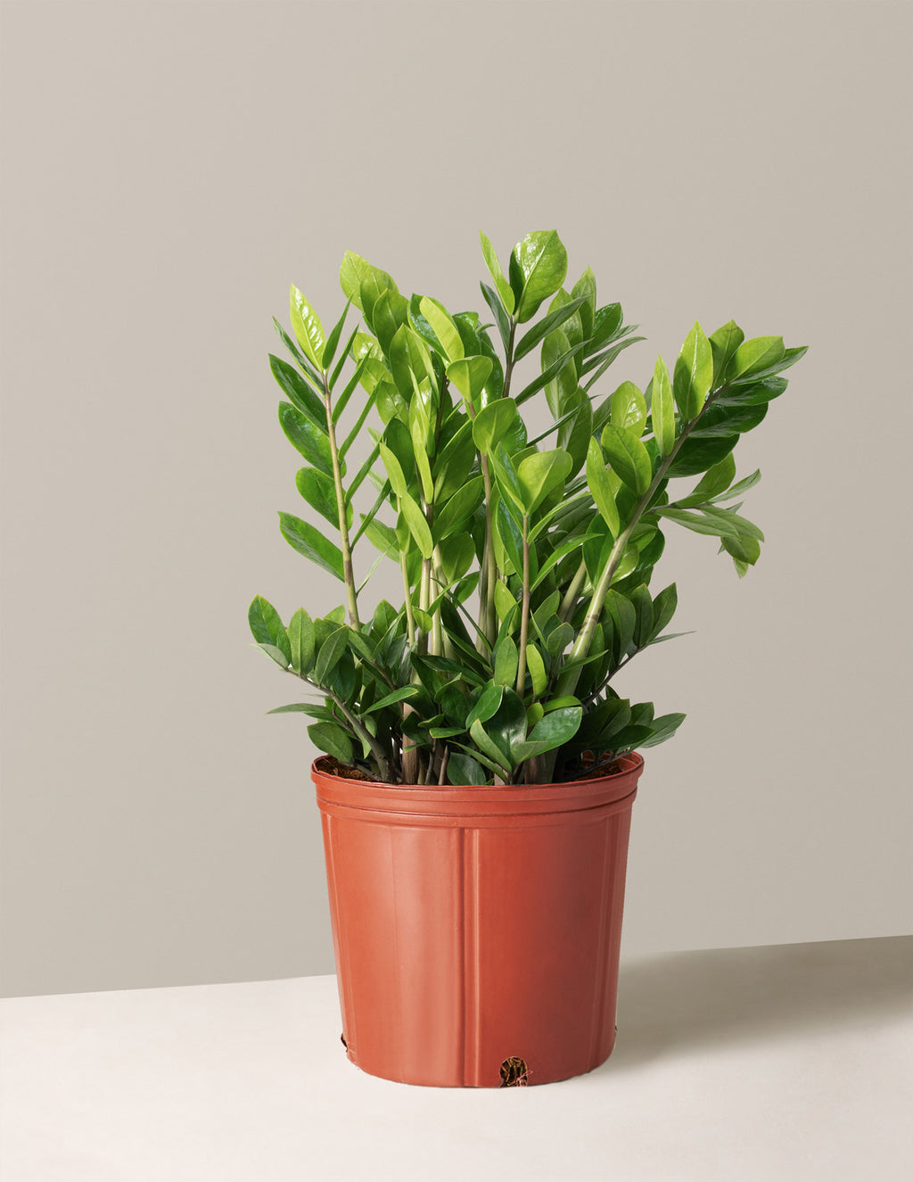bundle | Large | Grow Pot
