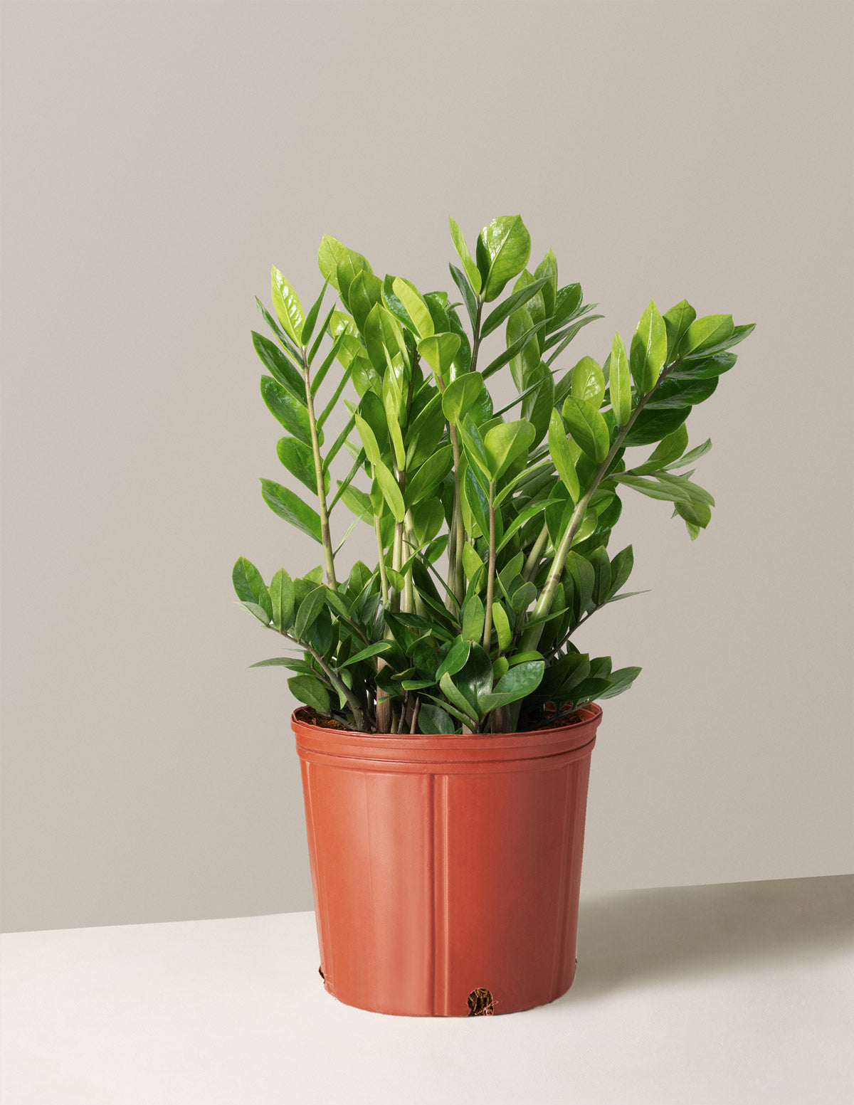 bundle | Large | Grow Pot