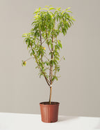 bundle | 3-4 ft. | Grow Pot
