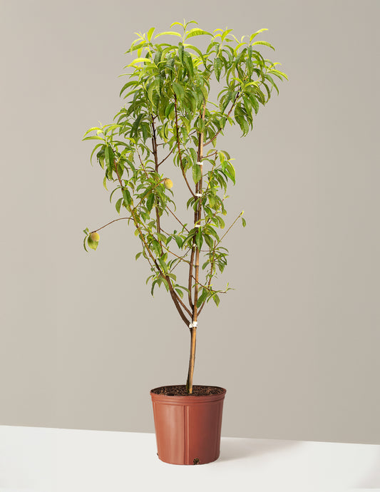 4-in-1 Peach Tree