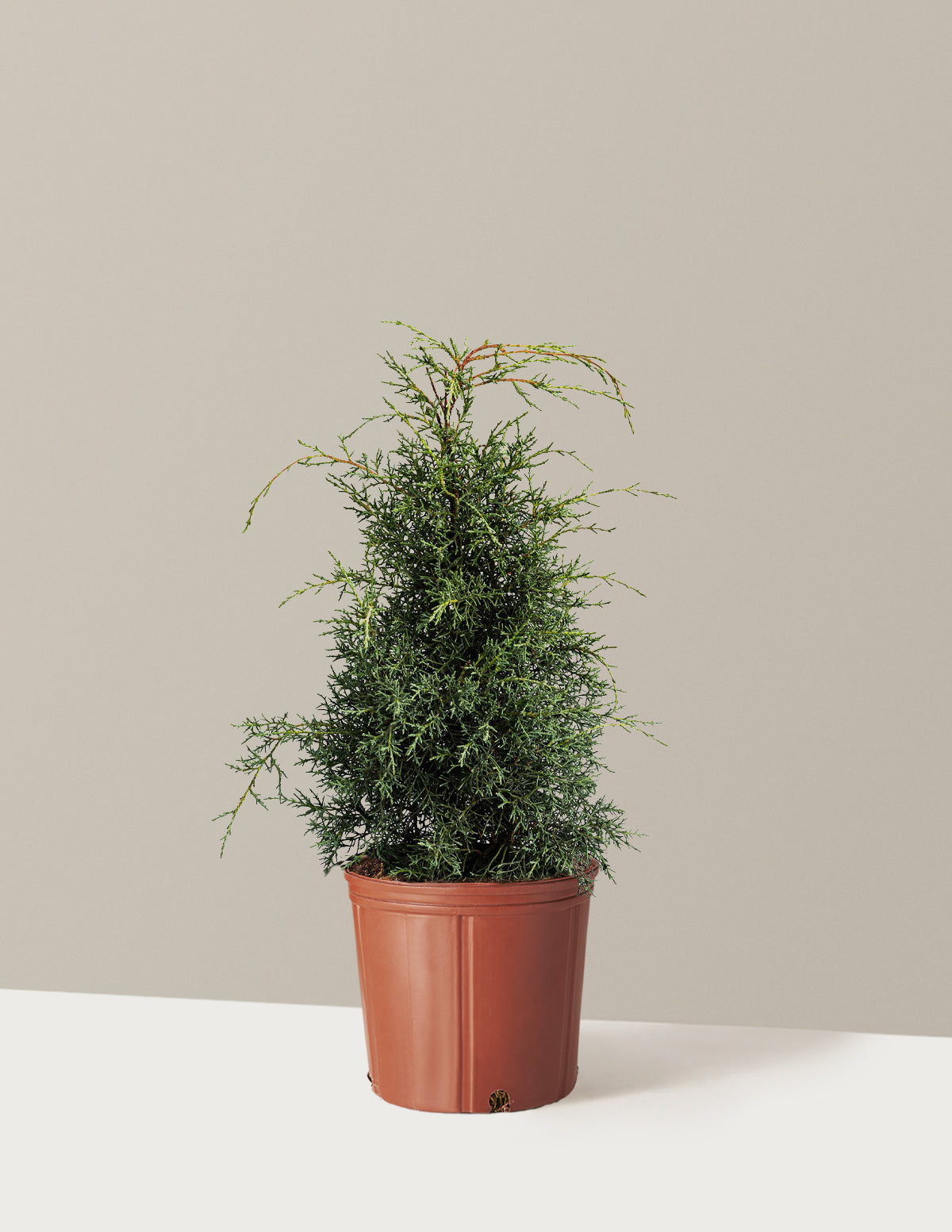 bundle | 2-3 ft - Single | Grow Pot