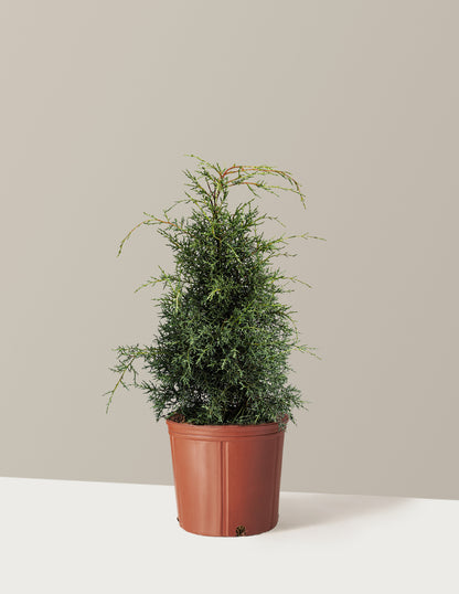 Arizona Cypress - Carolina Sapphire