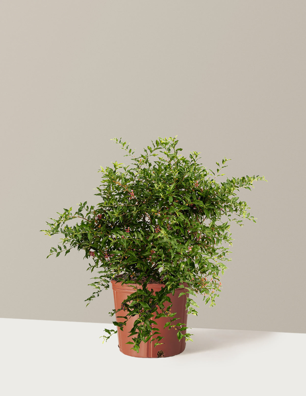 Barbados ‘Acerola’ Cherry Tree