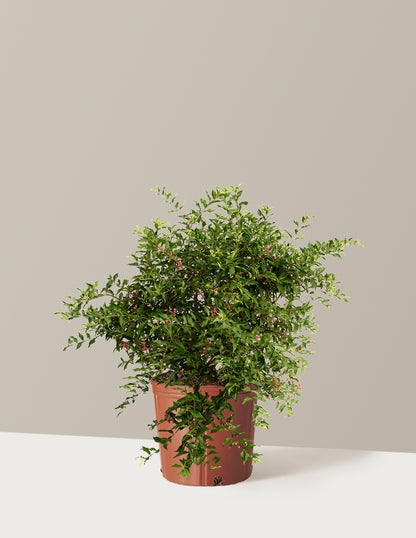 Barbados ‘Acerola’ Cherry Tree