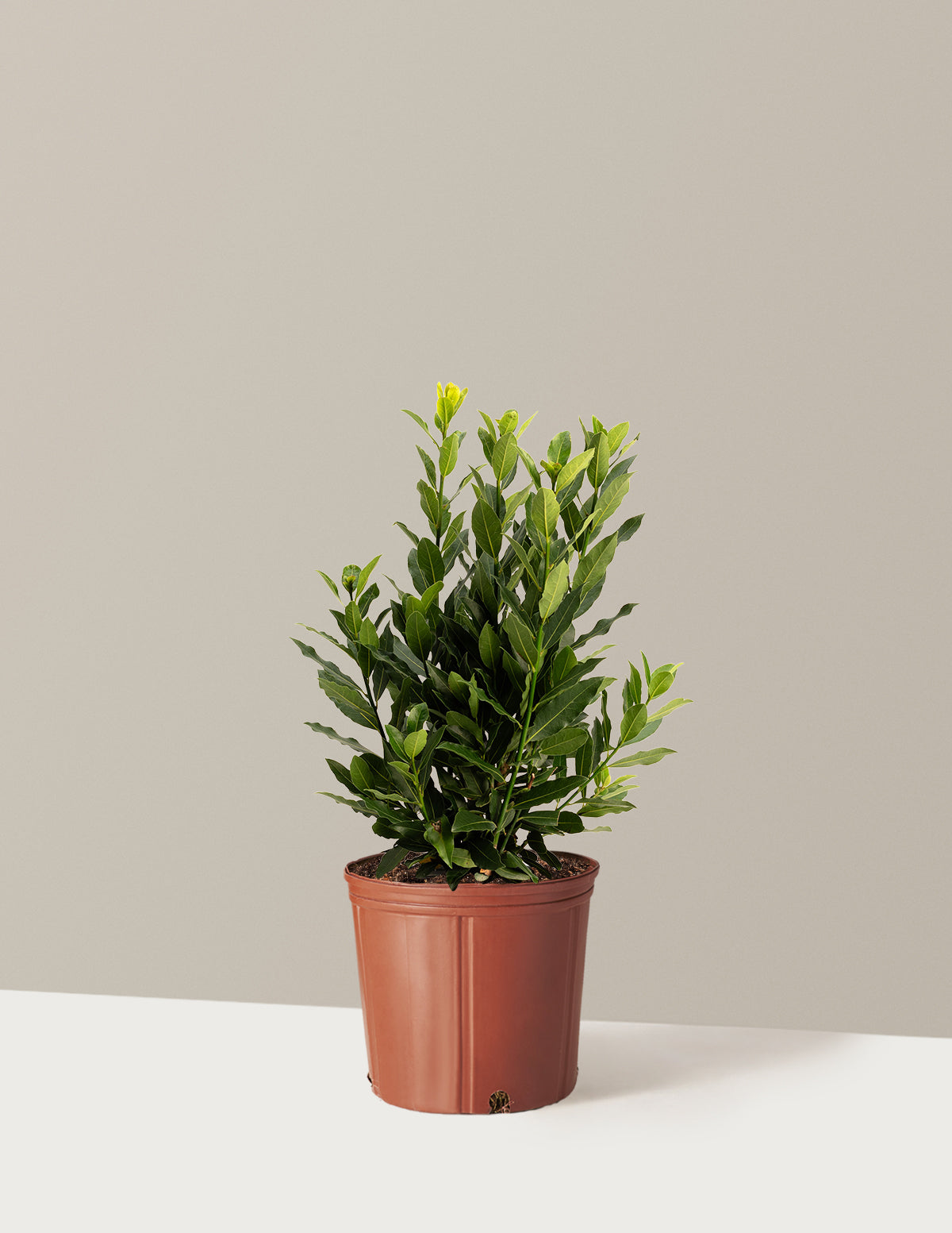 Bay Laurel