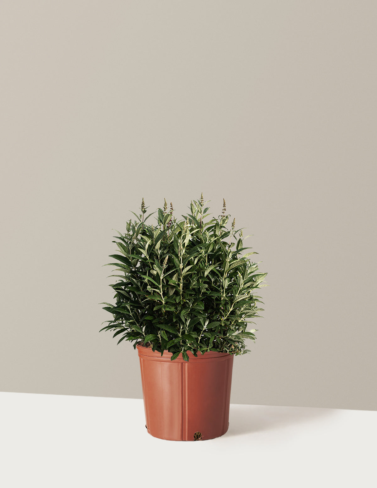 bundle | 3 Gallon | Grow Pot