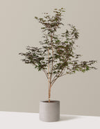 Bloodgood Japanese Maple