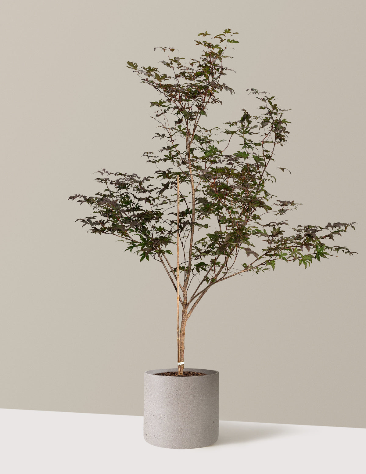 Bloodgood Japanese Maple