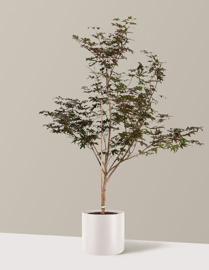Bloodgood Japanese Maple