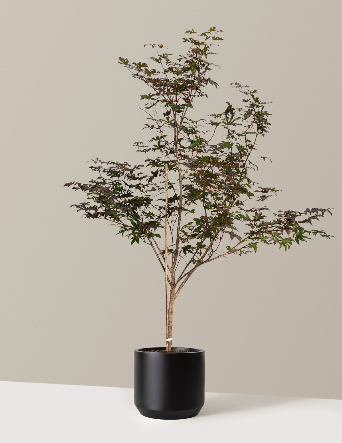 Bloodgood Japanese Maple