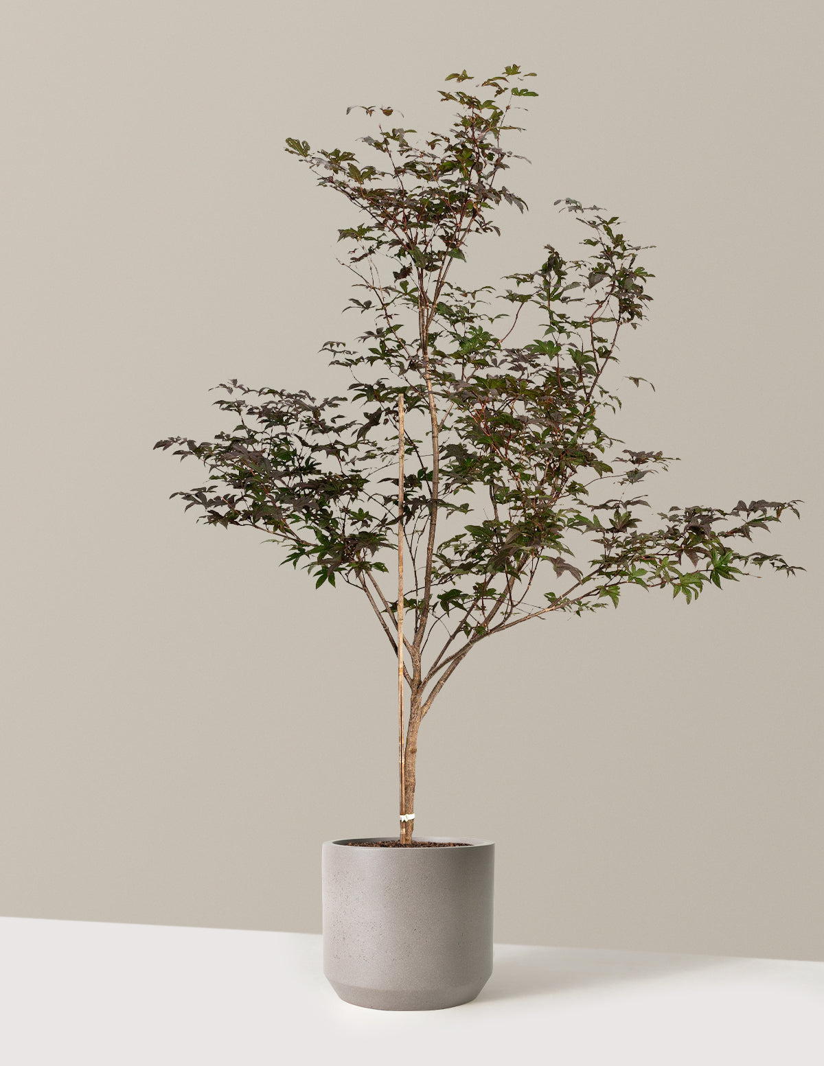 Bloodgood Japanese Maple