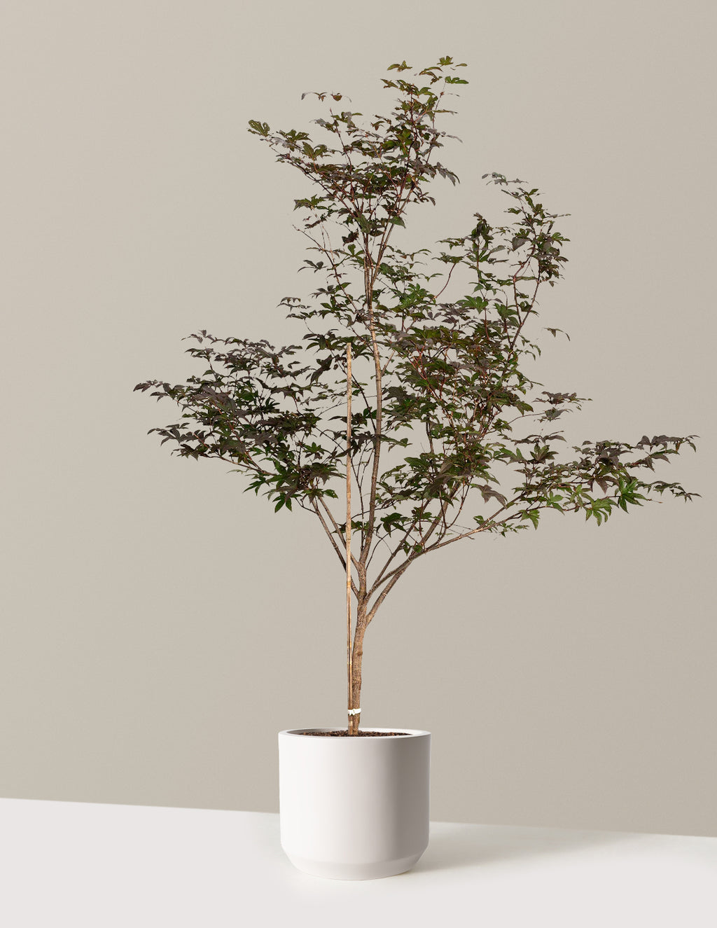 Bloodgood Japanese Maple