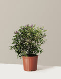bundle | 3 Gallon | Grow Pot