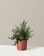 bundle | 3 Gallon | Grow Pot