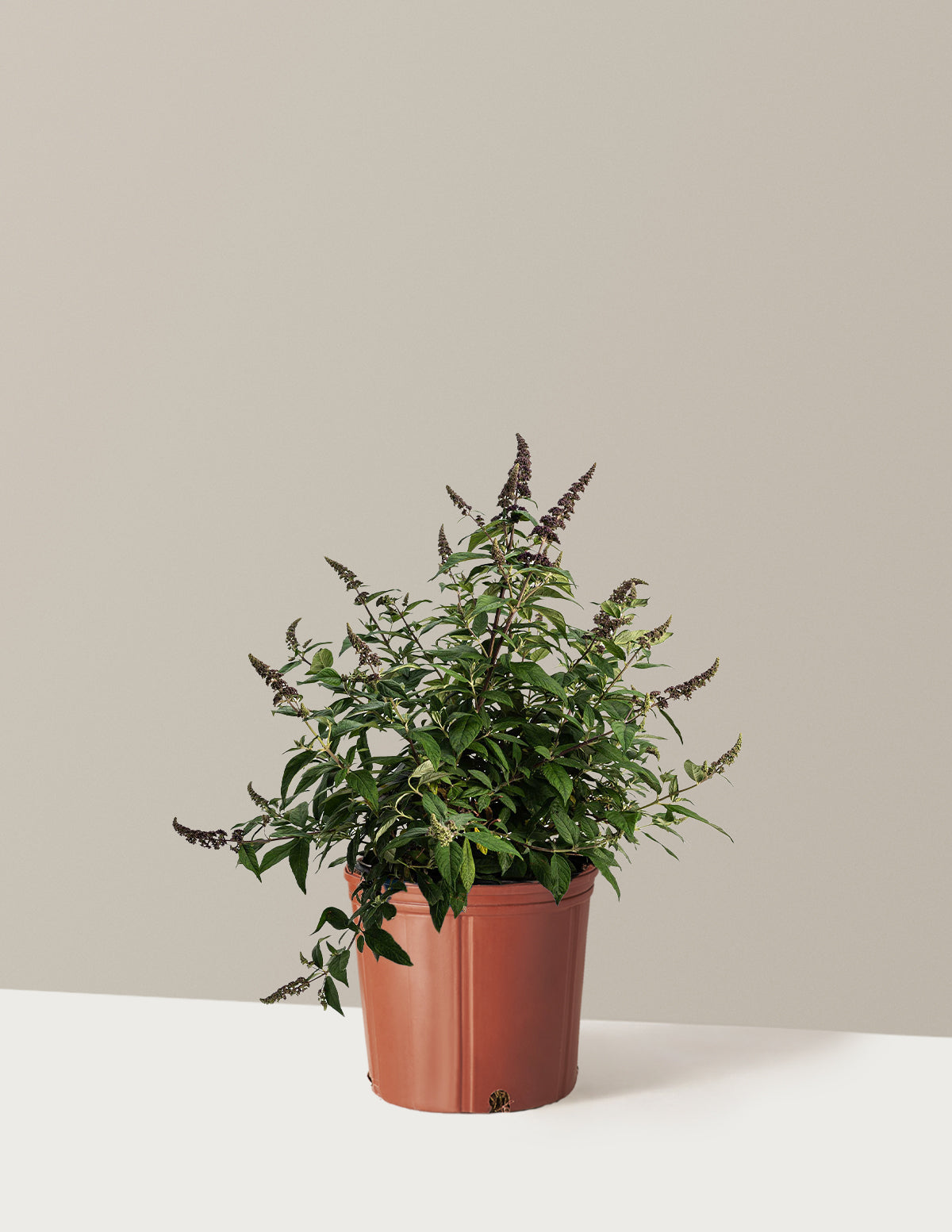 Blueberry Pie™ Butterfly Bush