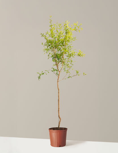 Cold Hardy Red Pomegranate