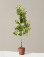 bundle | 4-5 ft. - Single | Grow Pot