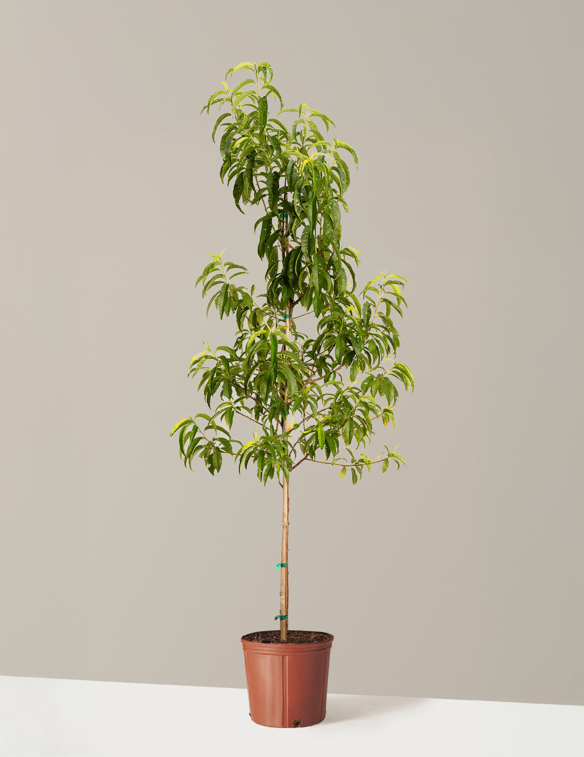 bundle | 4-5 ft. - Single | Grow Pot
