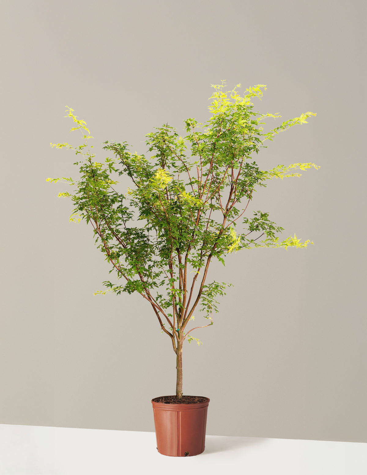 Coral Bark Japanese Maple Tree