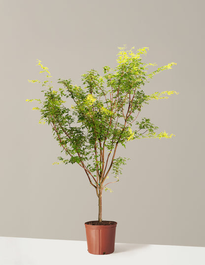 Coral Bark Japanese Maple Tree