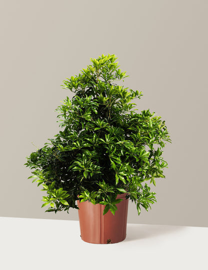 Enchanted Forest® River Run™ Pieris