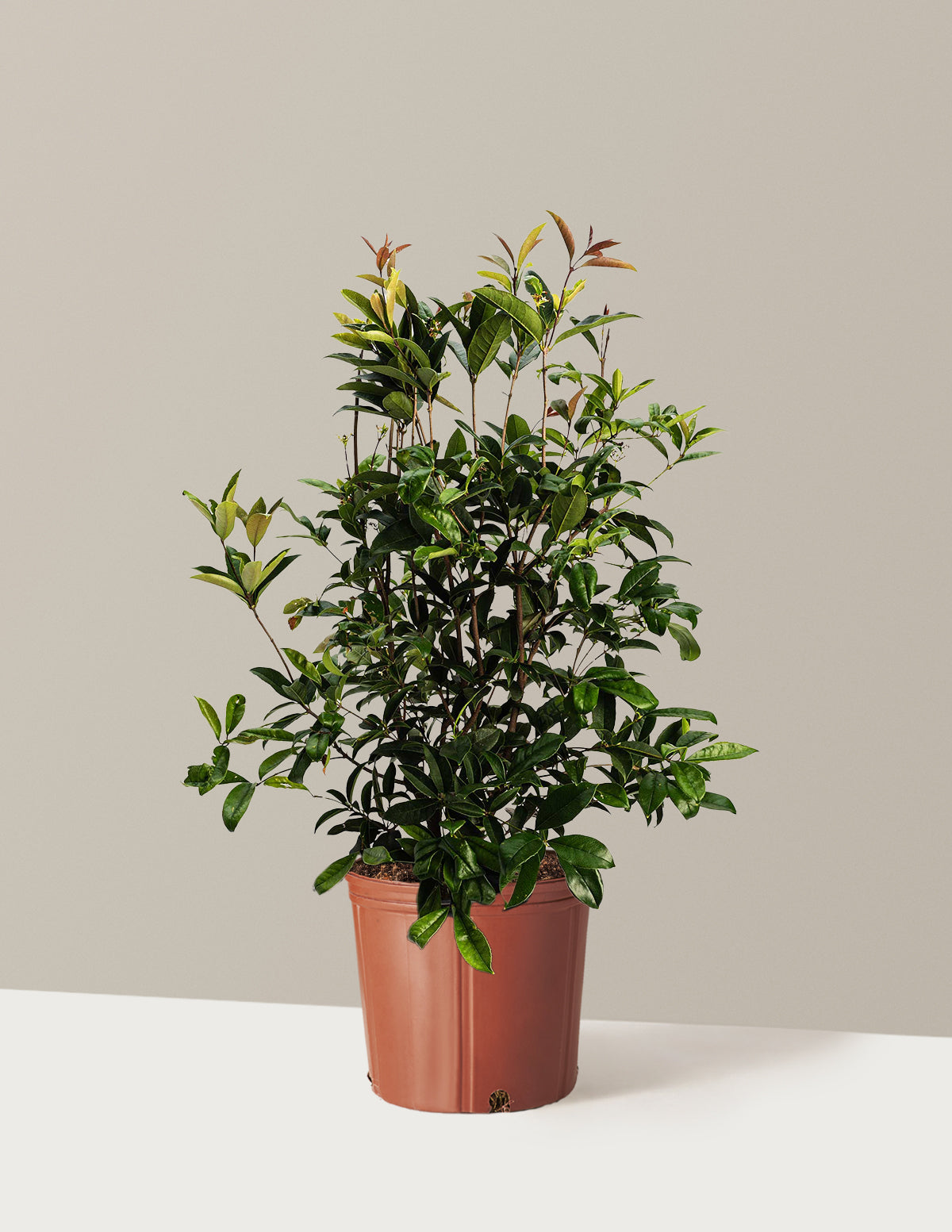 bundle | 3 Gallon | Grow Pot