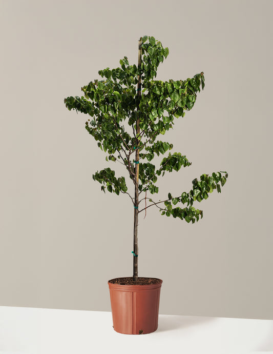 Garden Gems® Emerald Redbud
