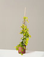 bundle | 2-3 ft | Grow Pot