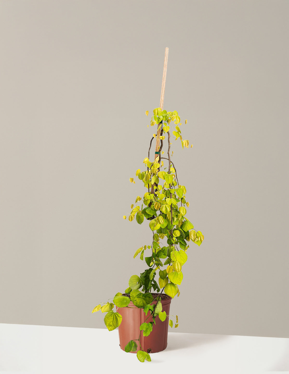 bundle | 2-3 ft | Grow Pot
