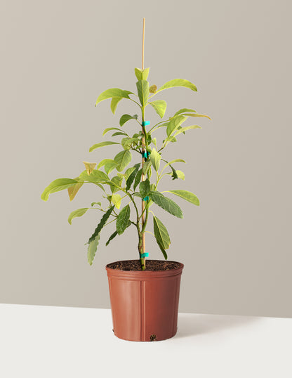 Hass Avocado Tree