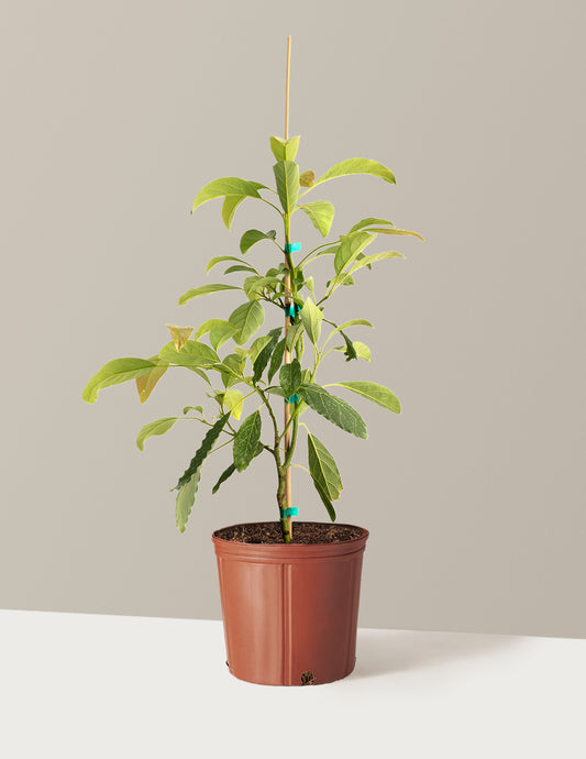 Hass Avocado Tree