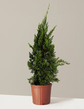 Hollywood Juniper Tree